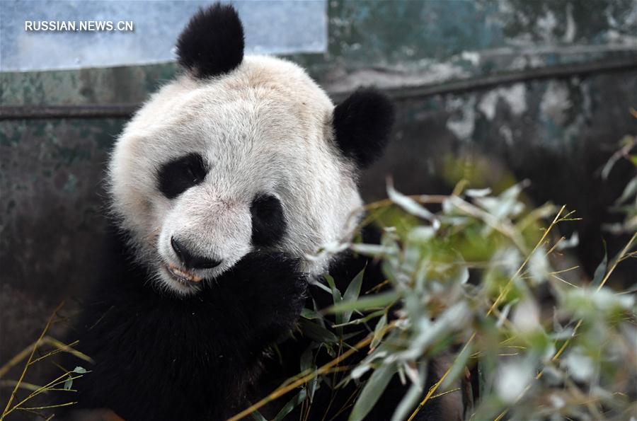 （社會(huì)）（4）蘭州市動(dòng)物園大熊貓“蜀蘭”將被異地代養(yǎng)