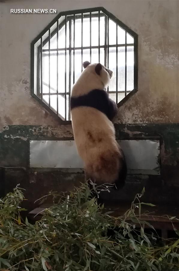 （社會(huì)）（1）蘭州市動(dòng)物園大熊貓“蜀蘭”將被異地代養(yǎng)