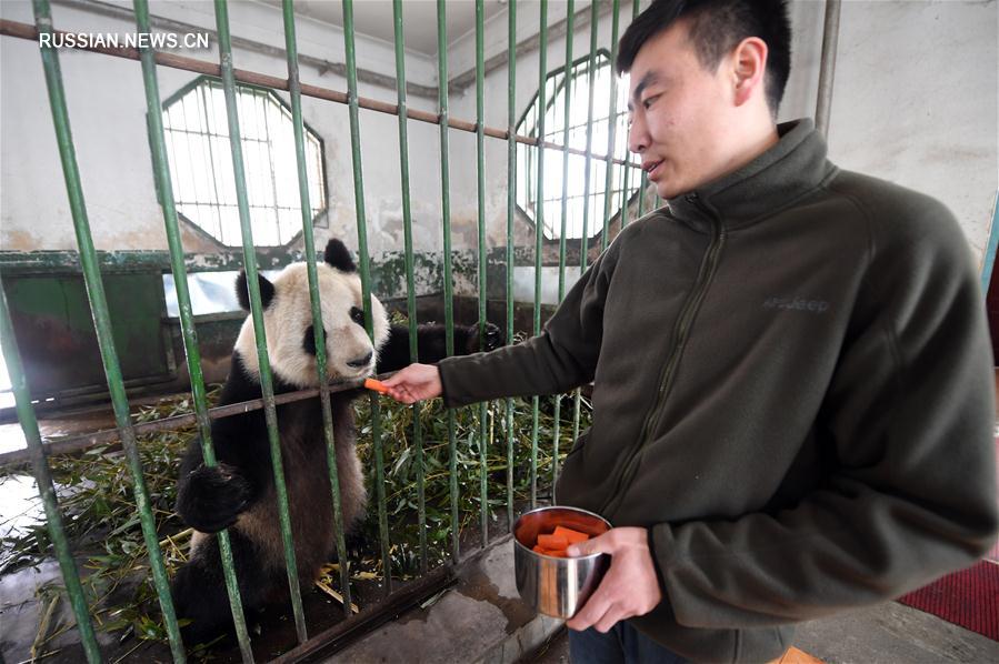 （社會）（3）蘭州市動物園大熊貓“蜀蘭”將被異地代養