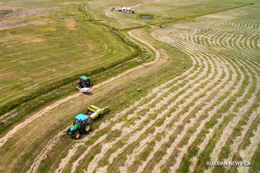 Время косьбы на бескрайних лугах уезда Баркель 