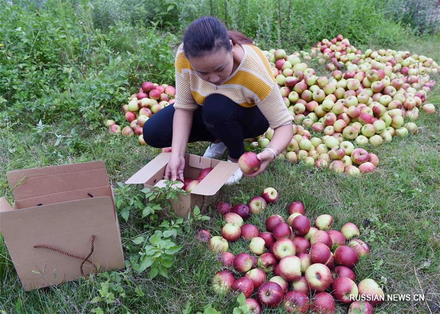 Фруктовые сады стали основой благополучия фермеров в уезде Фуминь провинции Юньнань