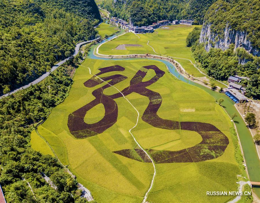 Осенние рисовые поля в поселке Лунгун