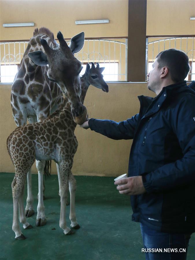 В киевском зоопарке состоялся "дебют" жирафенка