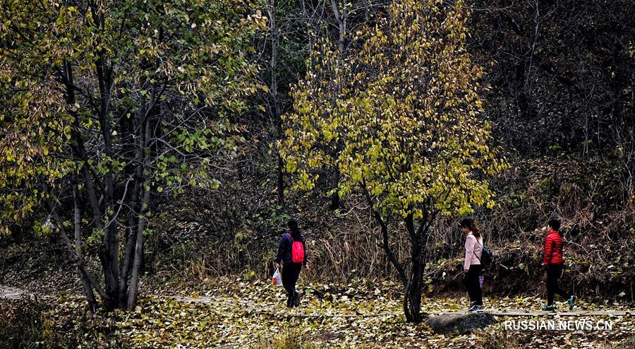 Осенние пейзажи пекинского ландшафтного парка Юйдушань