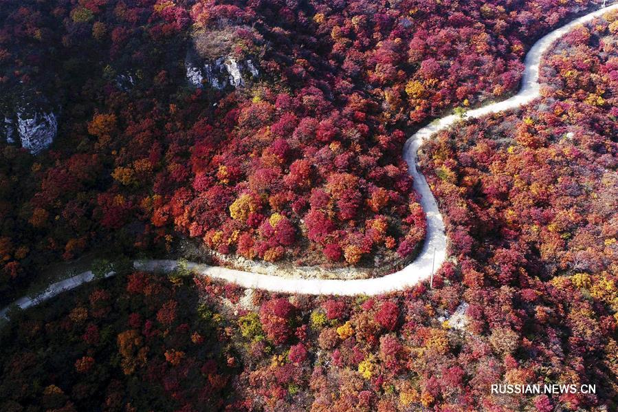 Осенние листья окрасили красным горы Тайшань