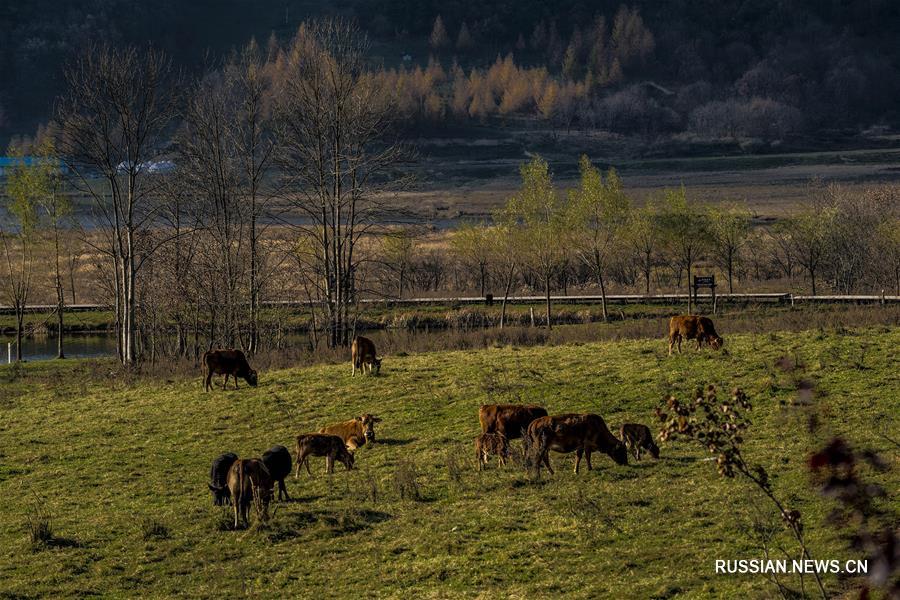 Лесной район Шэньнунцзя перед наступлением зимы