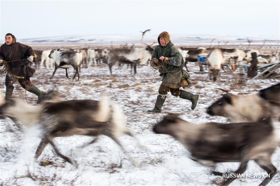 Ненцы -- российская кочевая народность у "ледового Шелкового пути"