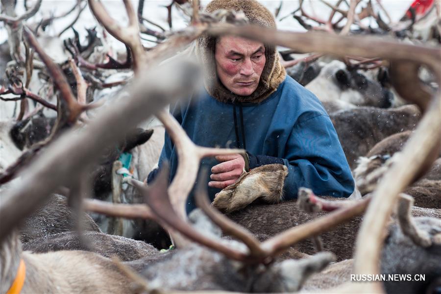 Ненцы -- российская кочевая народность у "ледового Шелкового пути"