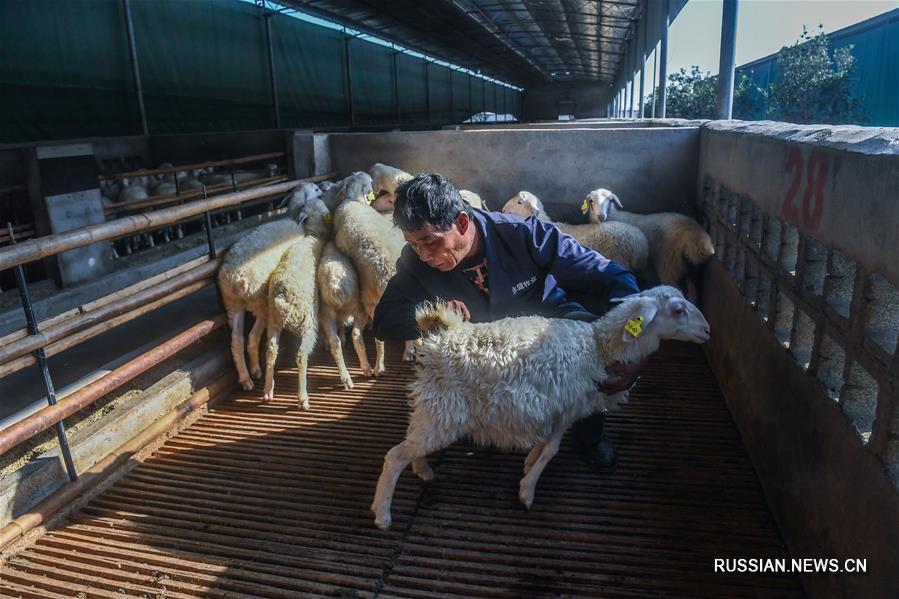 Рециркуляционное сельское хозяйство в уезде Чансин