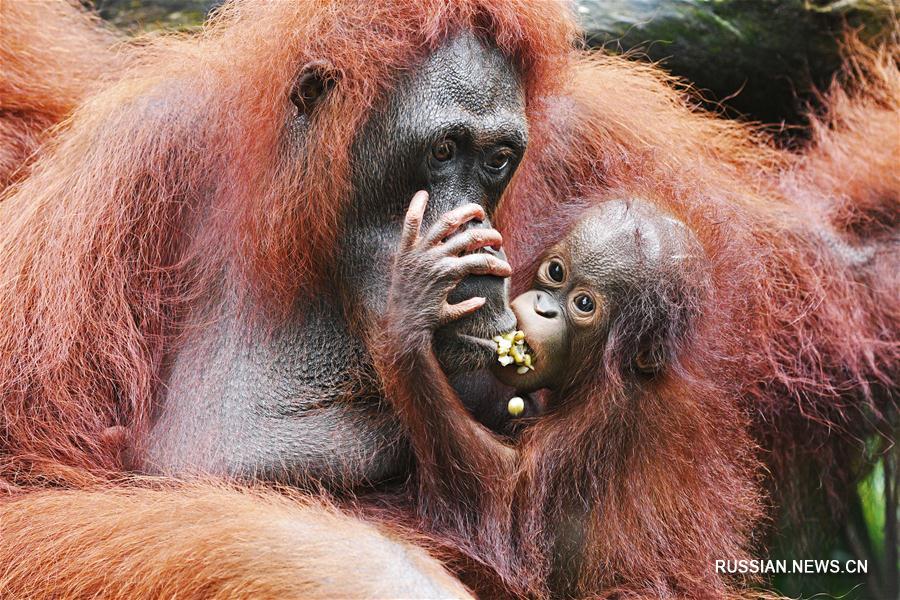 （新華視界）（3）新加坡動物園的新生寶寶