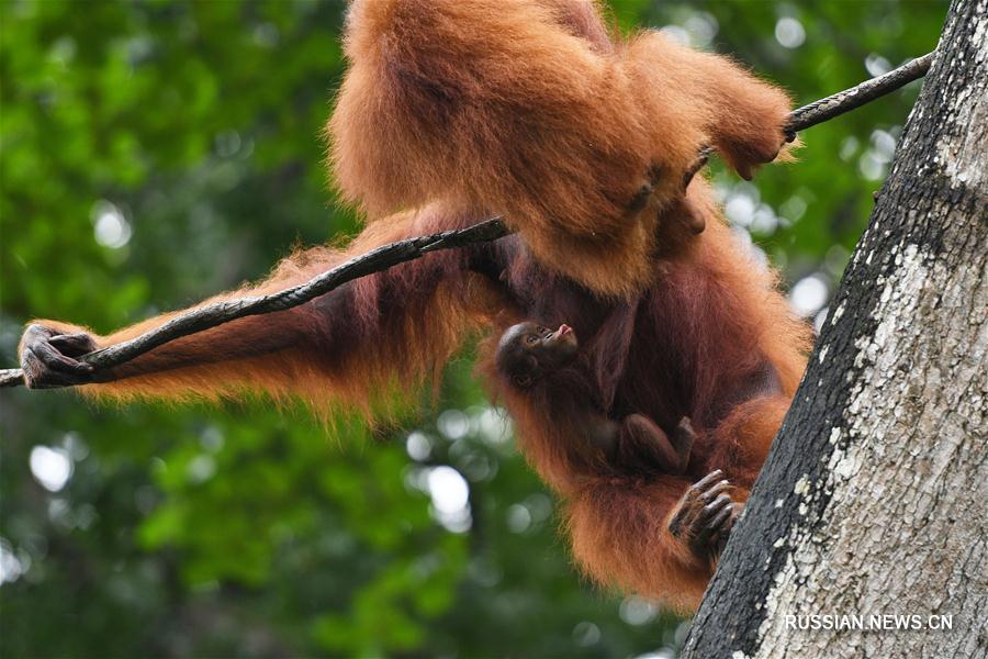 （新華視界）（2）新加坡動物園的新生寶寶