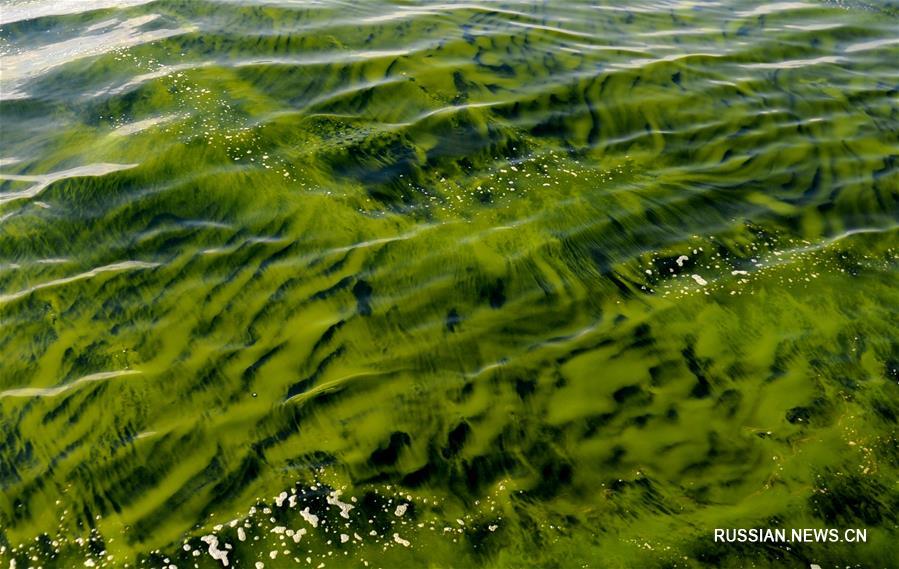 "Цветение" воды над Макранским желобом 