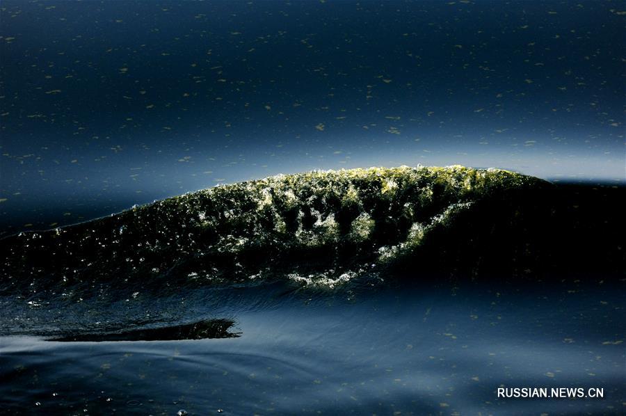 В морской впадине Макран зацвела вода