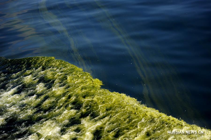 В морской впадине Макран зацвела вода