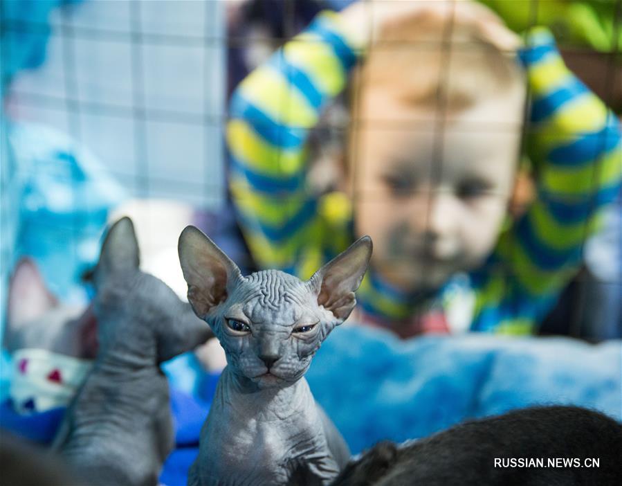 В Алматы проходит выставка кошек