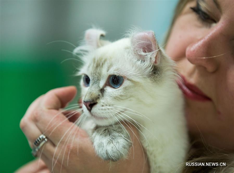 В Алматы проходит выставка кошек