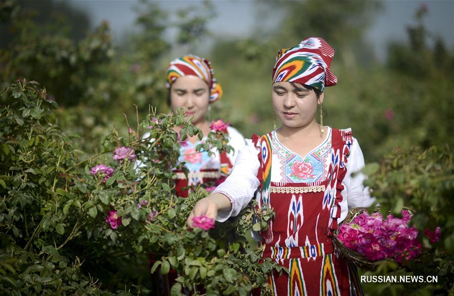 Цветение роз на краю пустыни