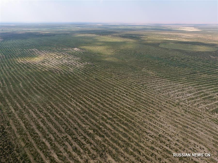 Сегодняшний облик пустыни Кузупчи