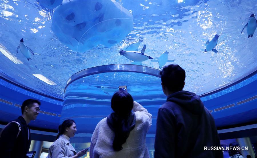 Океанариум Haichang Ocean Park в Шанхае