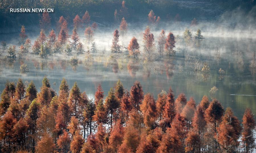 Заболоченные берега озера Дяньчи в Куньмине