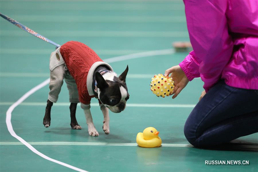 Забавные животные на выставке Pet Expo 2019 в Иокогаме