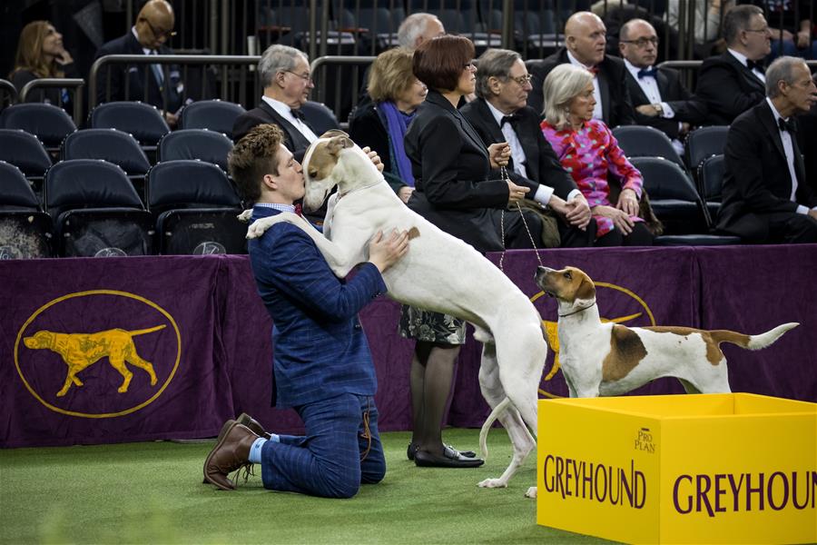 Выставка собак Westminster Kennel Club Dog Show