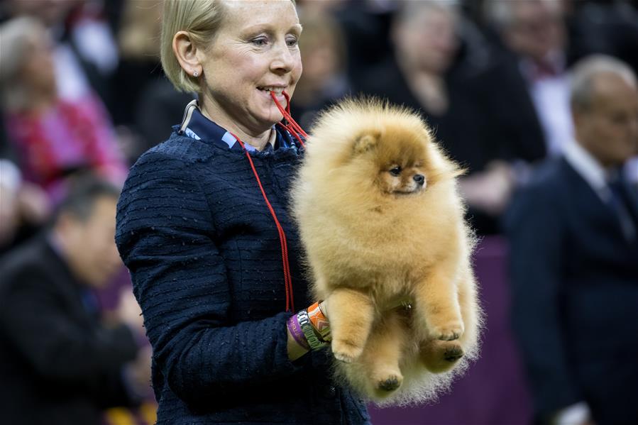 Выставка собак Westminster Kennel Club Dog Show