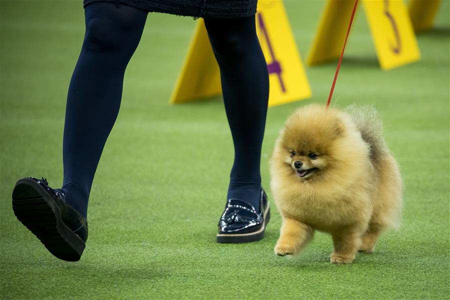 Выставка собак Westminster Kennel Club Dog Show