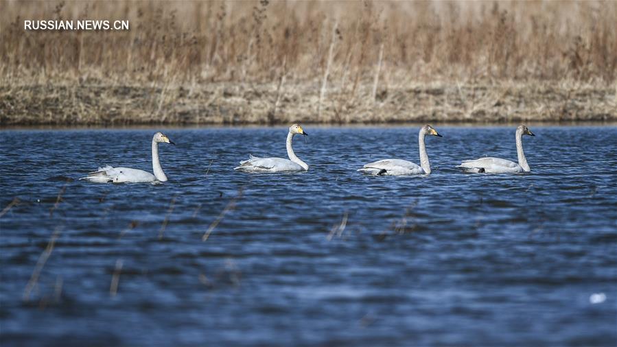 Лебеди на водохранилище Байши в провинции Ляонин