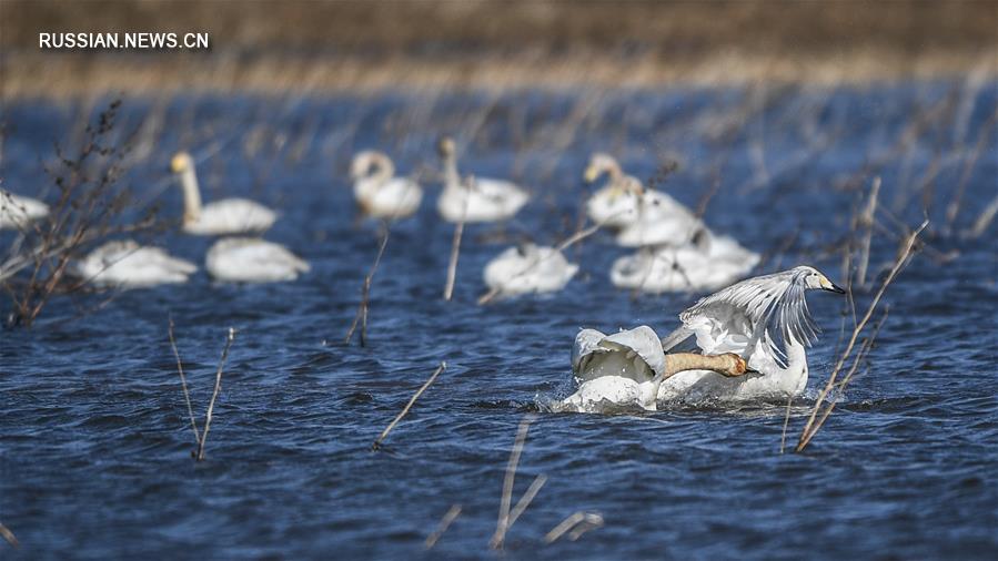 Лебеди на водохранилище Байши в провинции Ляонин