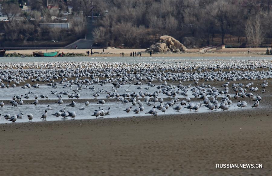 Город Циньхуандао -- передышка для тысячи перелетных птиц 