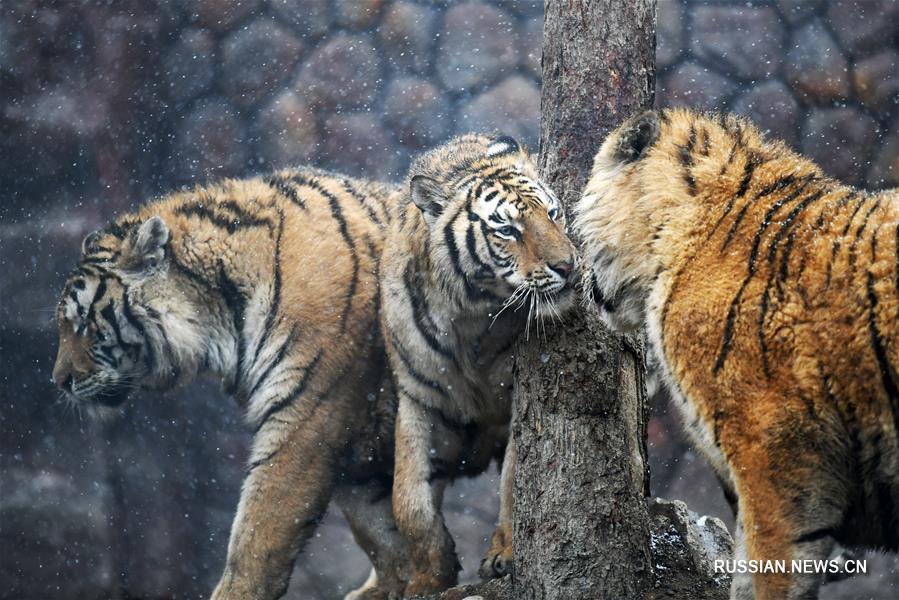 Тигры радуются весеннему снегопаду в провинции Хэйлунцзян