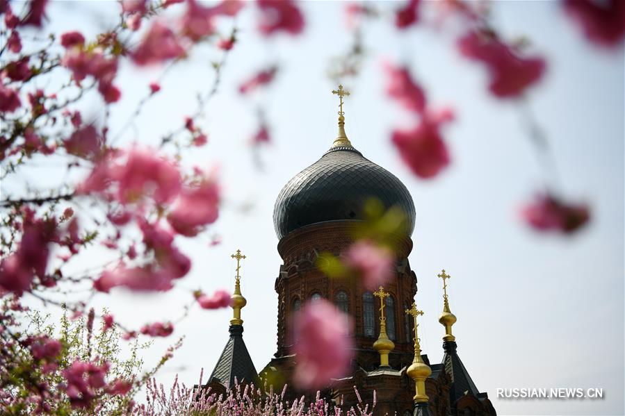 Столетняя церковь среди весенних цветов в Харбине