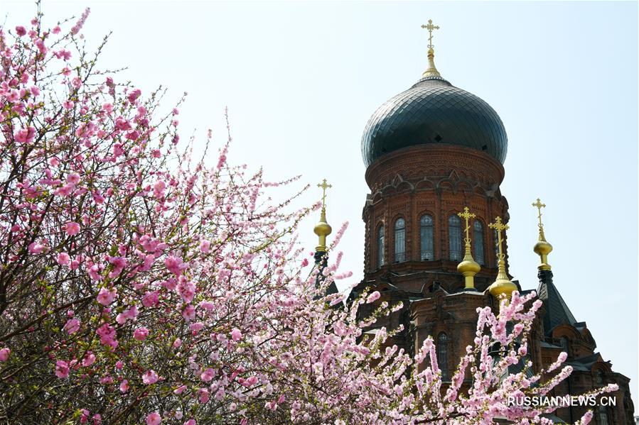 Столетняя церковь среди весенних цветов в Харбине