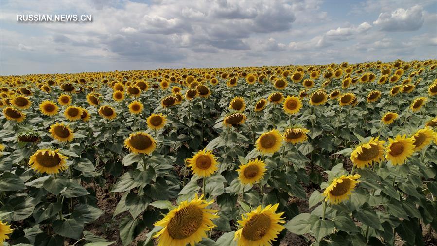 Июльское цветение подсолнухов в Украине