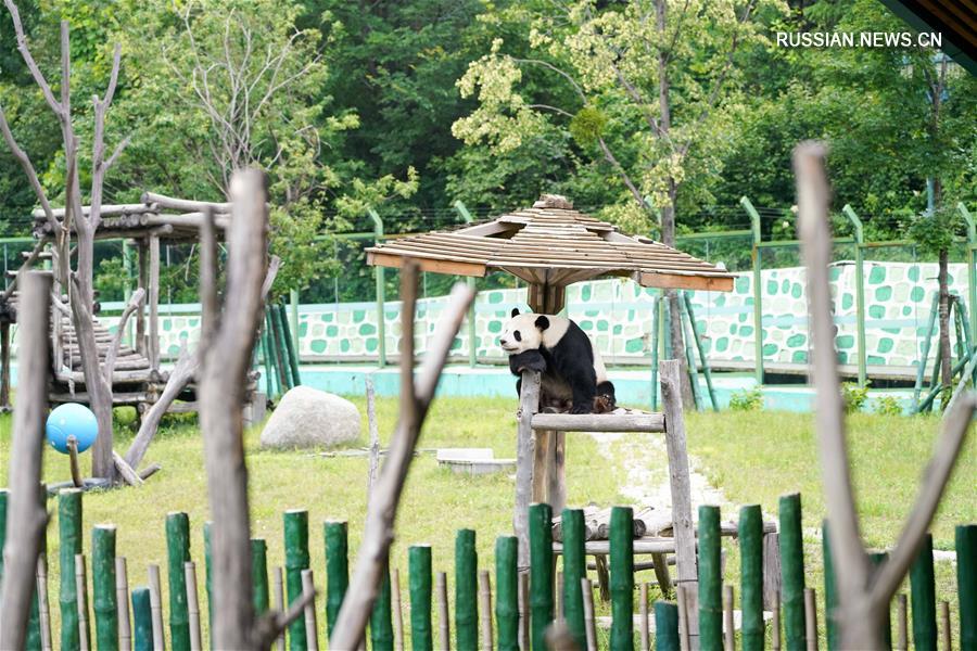 Две большие панды наслаждаются жизнью вдали от родной провинции Сычуань