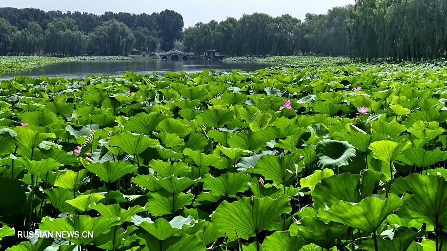 Море цветущих лотосов в пекинском парке Юаньминъюань