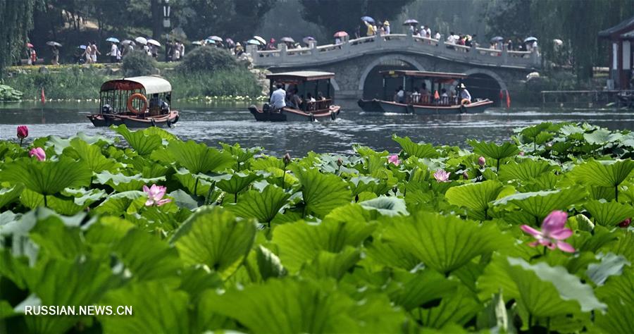 Море цветущих лотосов в пекинском парке Юаньминъюань