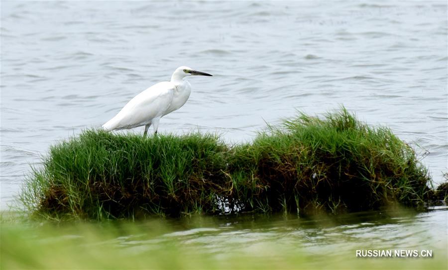 Прекрасный пейзаж водно-болотных угодий Будай на Тайване