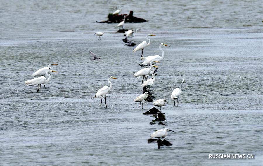 Прекрасный пейзаж водно-болотных угодий Будай на Тайване