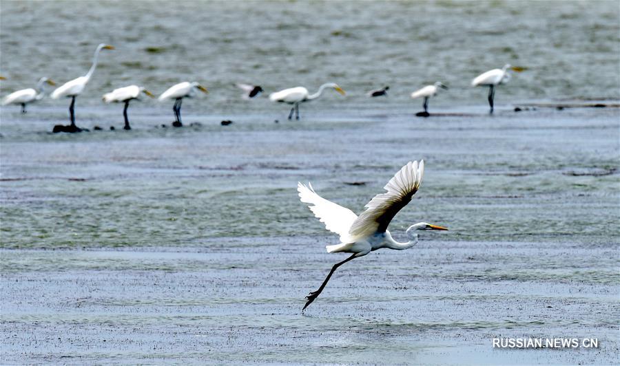 Прекрасный пейзаж водно-болотных угодий Будай на Тайване