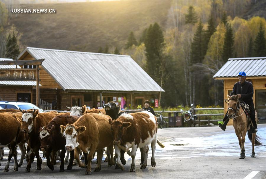 Золотая осень в ландшафтном парке Канас