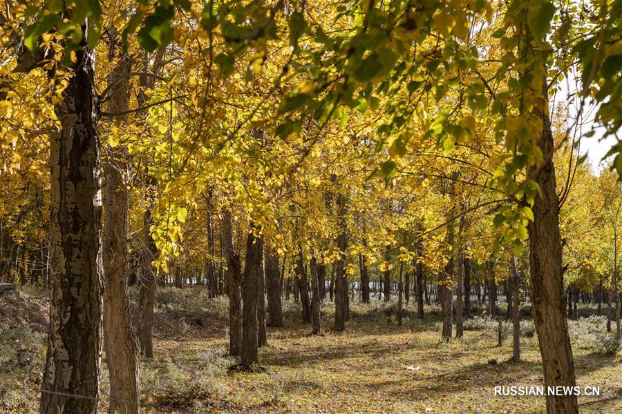 Золотая осень в долине реки Лхаса