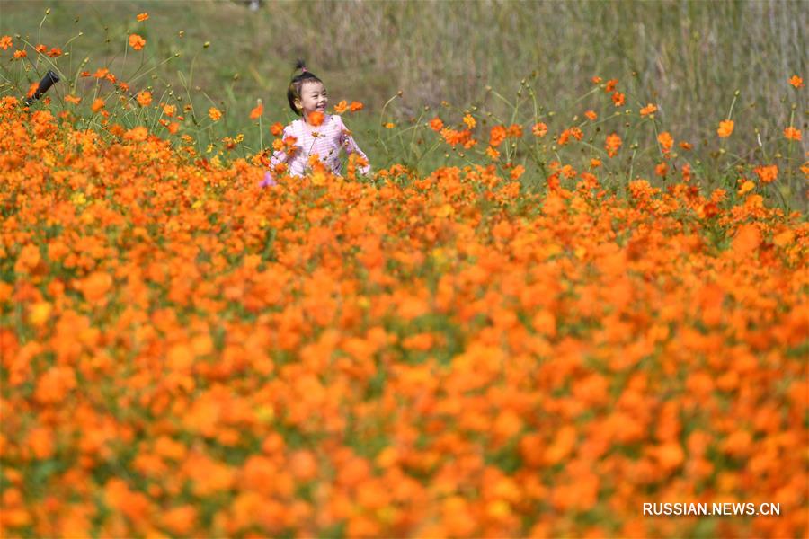 Пышное осеннее цветение в городском парке Хэфэя