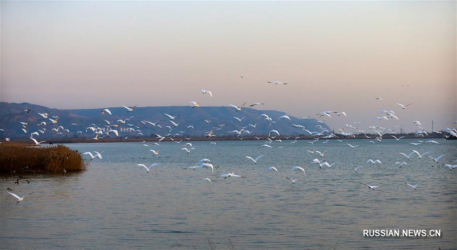 Водно-болотные угодья вдоль реки Хуанхэ -- настоящий рай для пернатых  