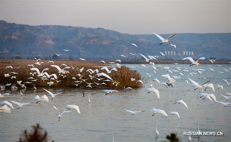 Водно-болотные угодья вдоль реки Хуанхэ -- настоящий рай для пернатых  