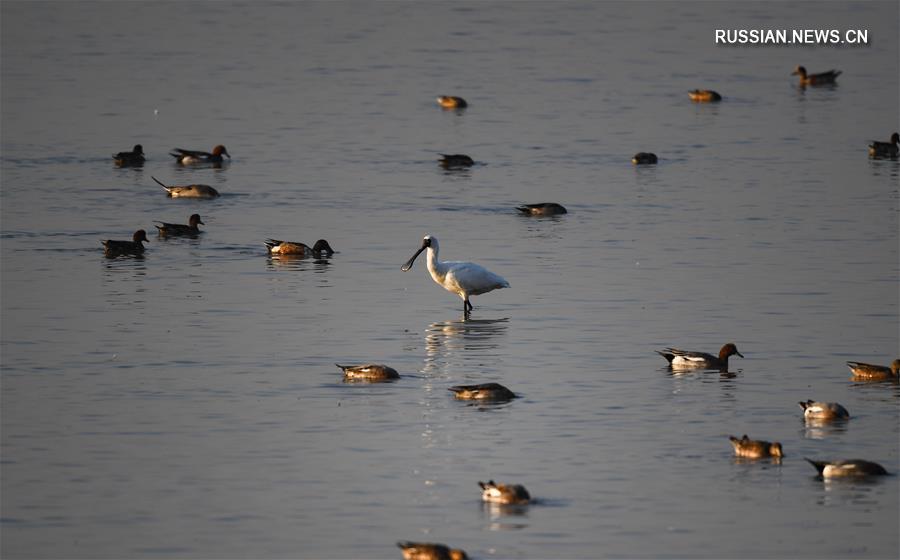 Шэньчжэньский залив - рай водоплавающих птиц