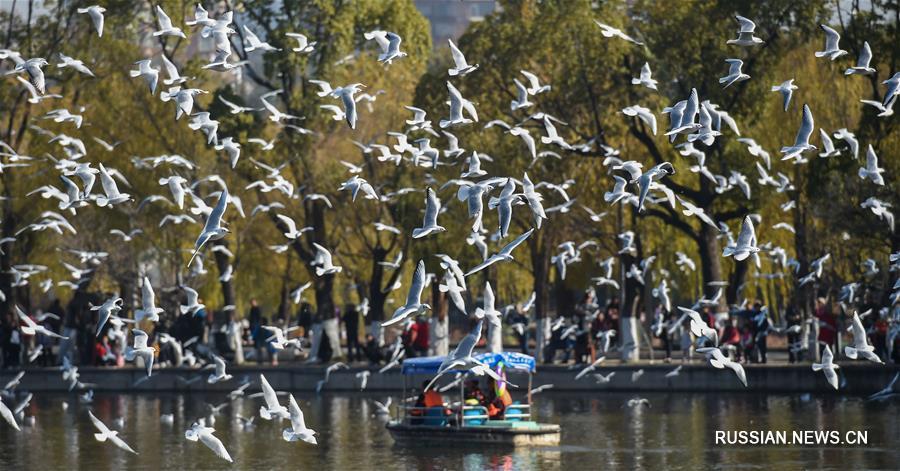 Зима в "городе вечной весны" Куньмине