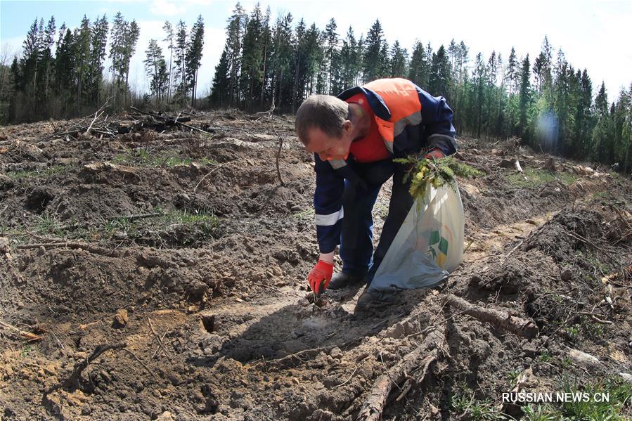 Более 17 тысяч деревьев высадили по всей Беларуси во время республиканского субботника