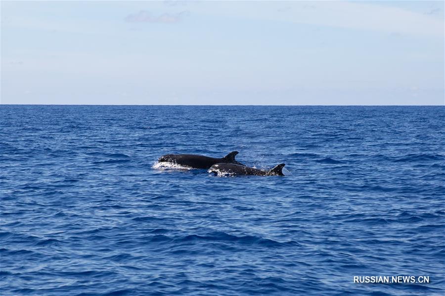 В северной части Южно-Китайского моря впервые замечены малые косатки 